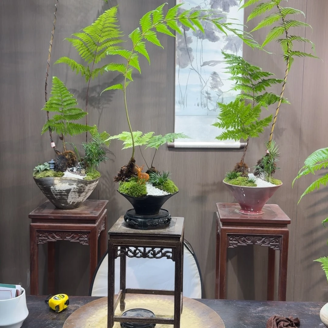 婉***卿无花朵蕨类植物一物一拍