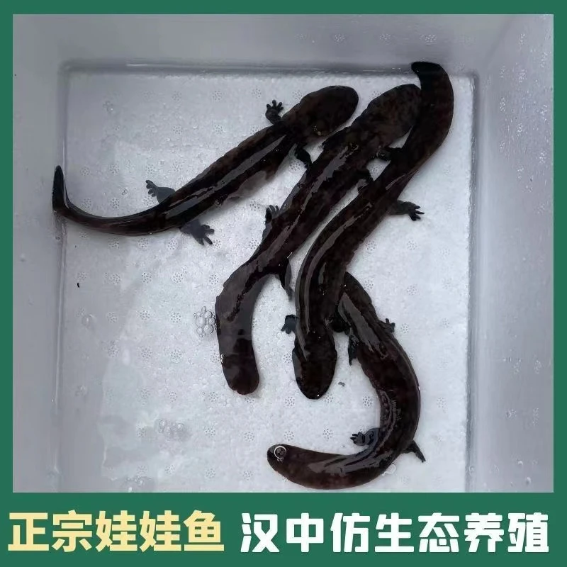 【小鱼养】汉中秦岭娃娃鱼大鲵人工养殖活鱼观赏鱼