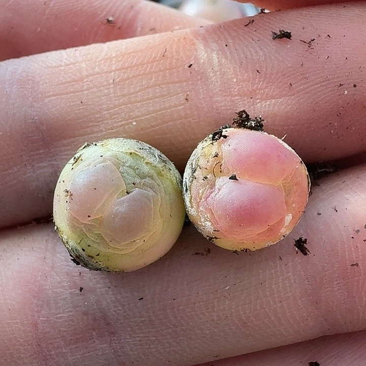 T**n老马生石花，，1327