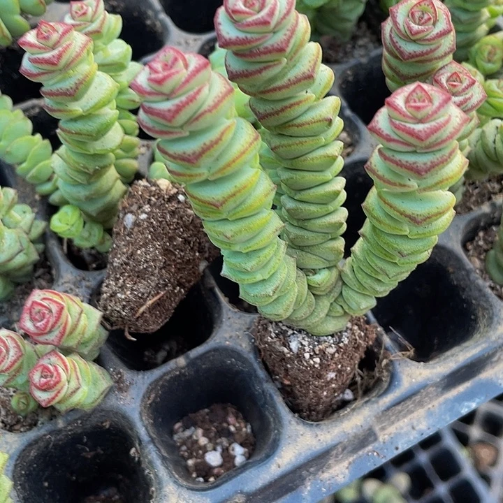 5颗一组小钱串5颗