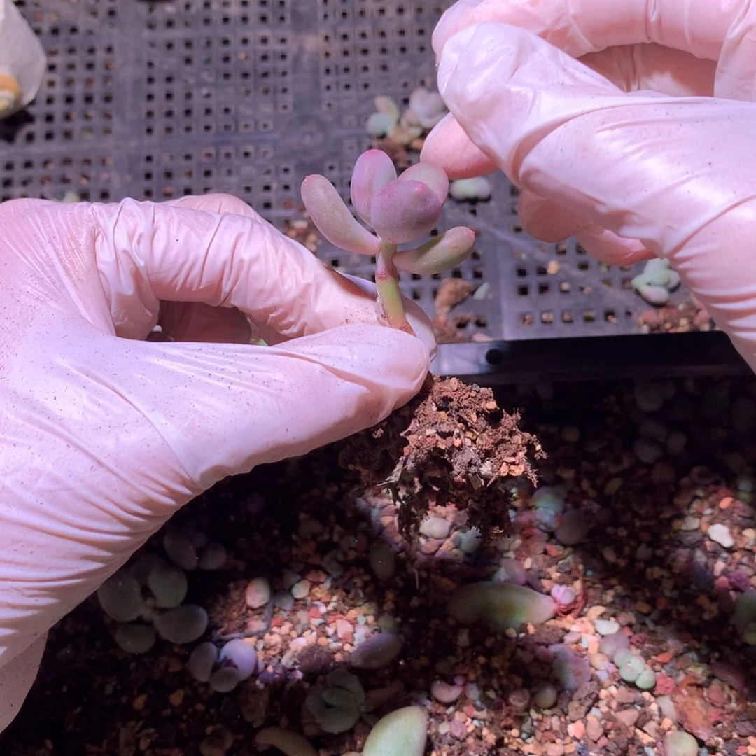 彩虹彩虹奶酪多肉