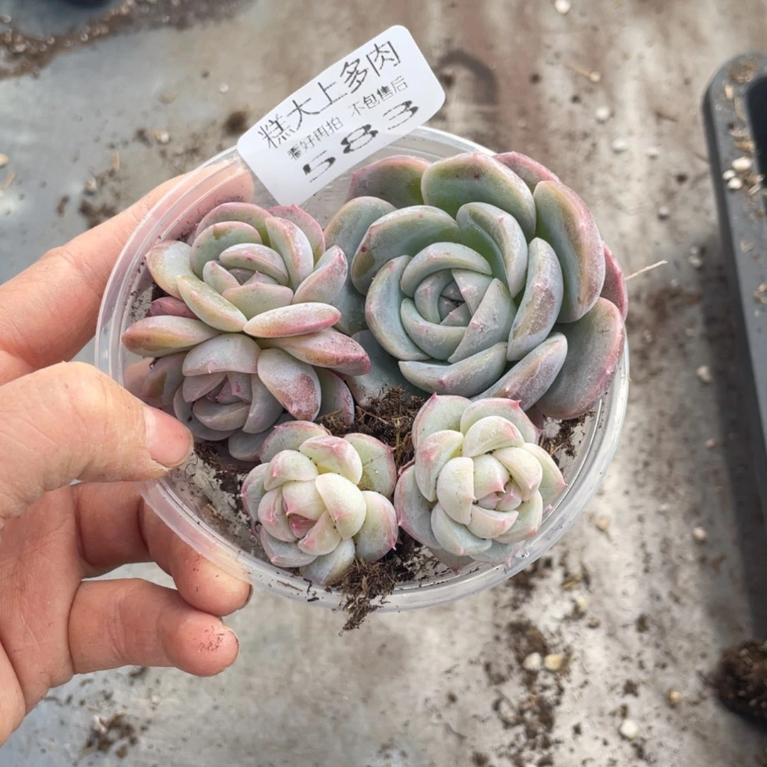 寞***寞糕大上多肉植物583