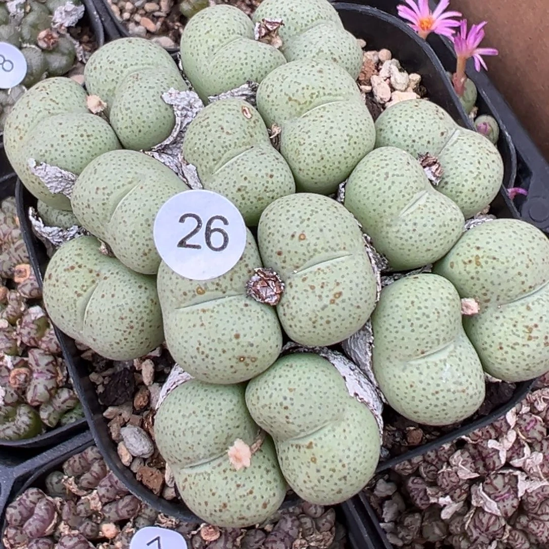 多肉植物1111111111111