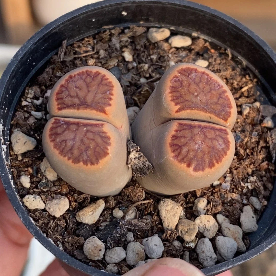 5968 双头菊纹章带盆土