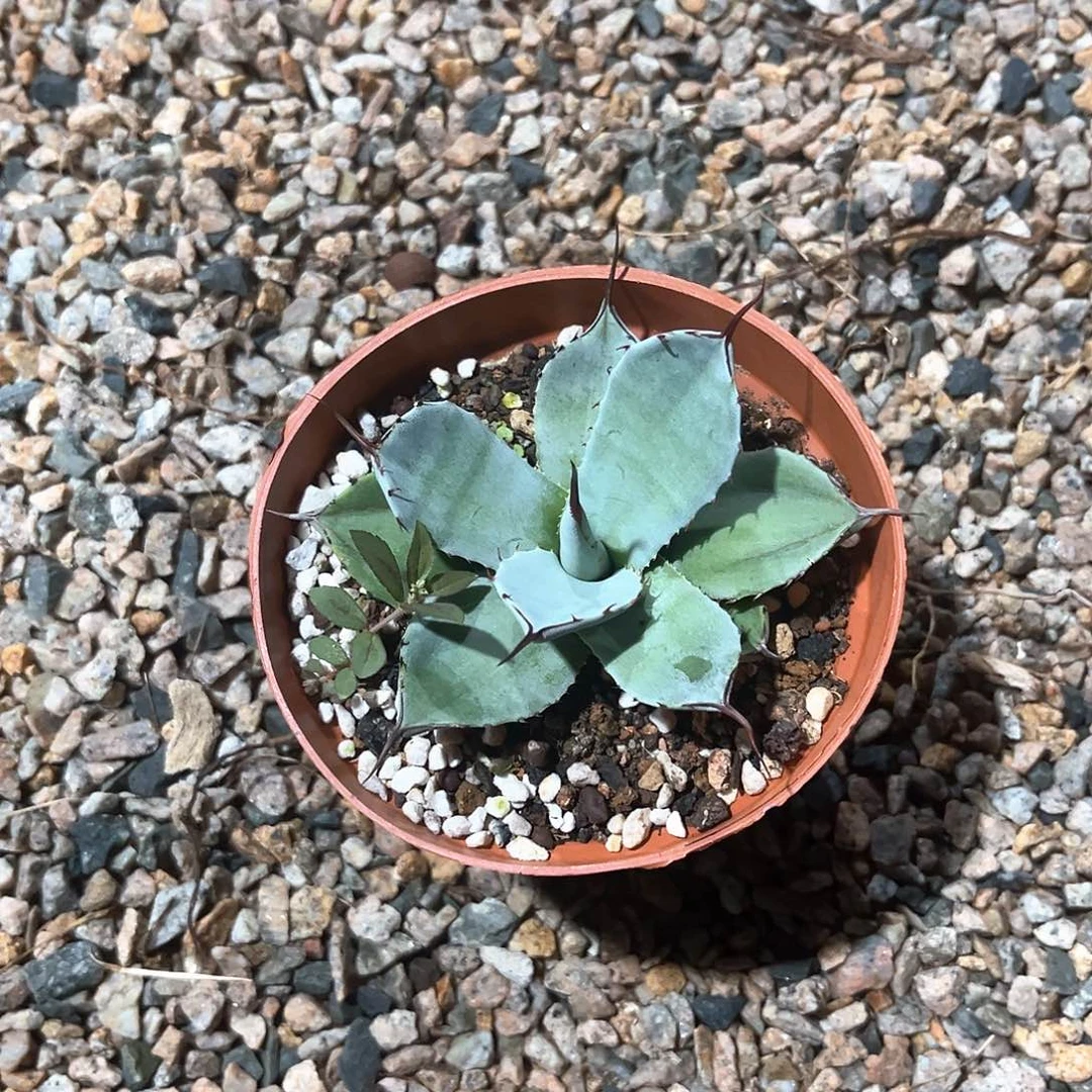 优**?圆叶福克斯20米出