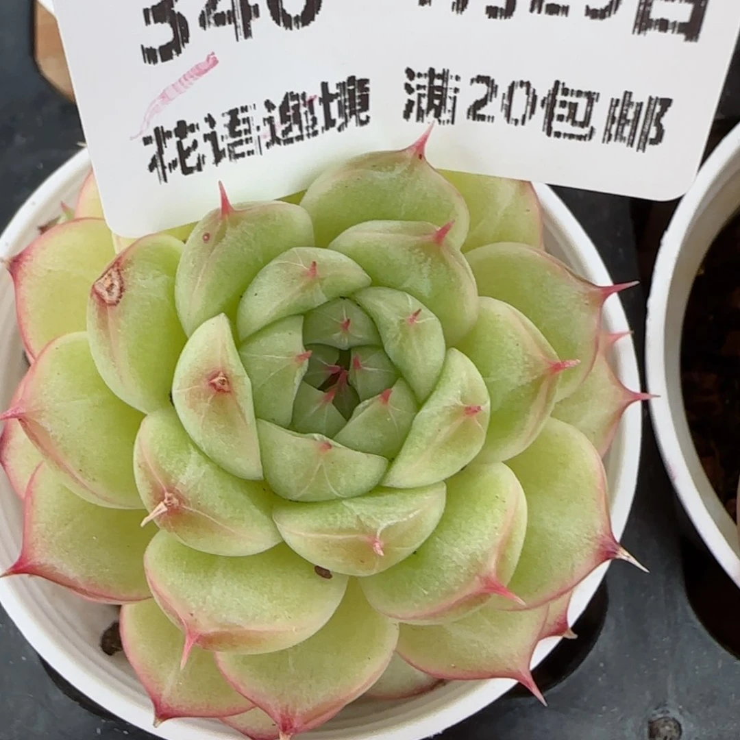 花语逸镜0129-346