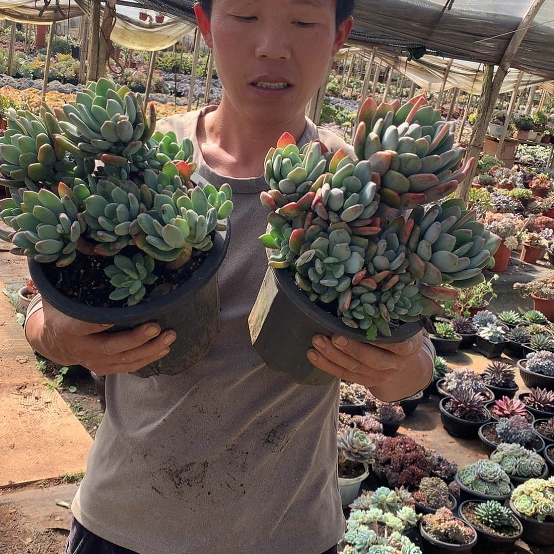 双十一福利：灰姑娘12米