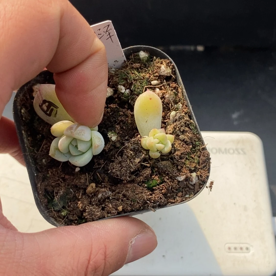 白泽苗一个多肉多肉