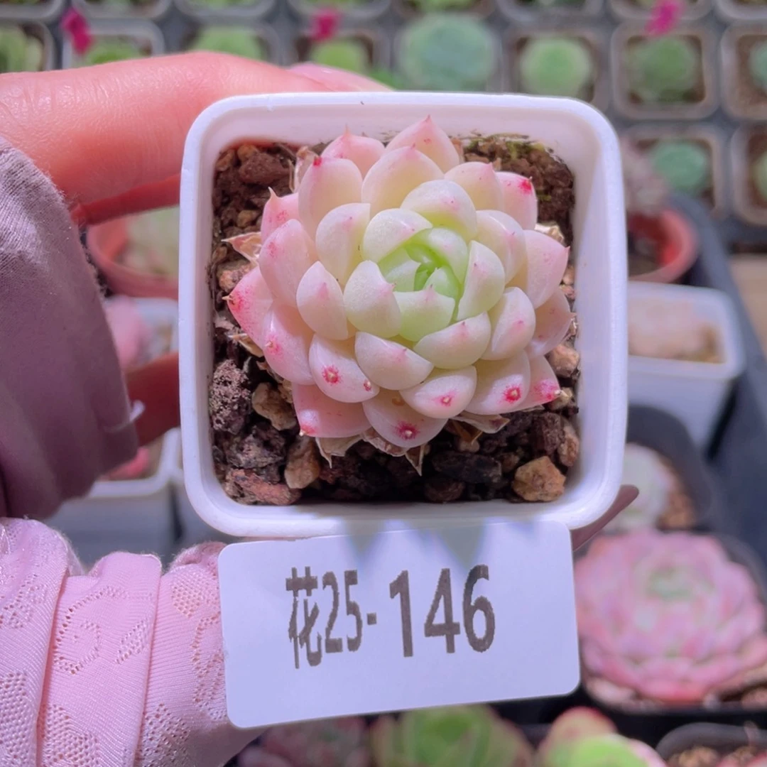 花利美25-146麦秆