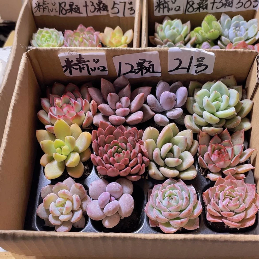 【闪购商品】【量拍】12颗-21