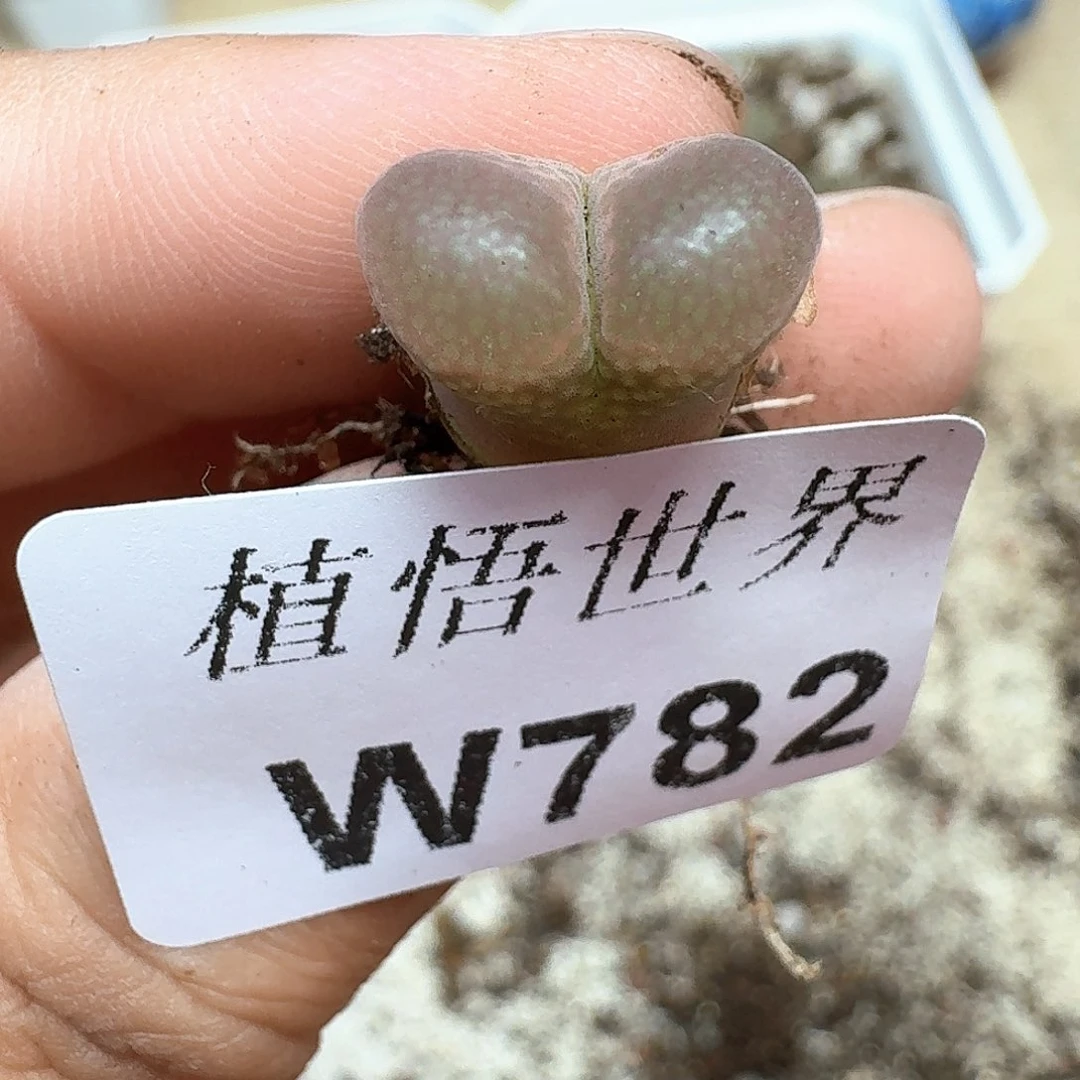 多肉植物的润泽植物g