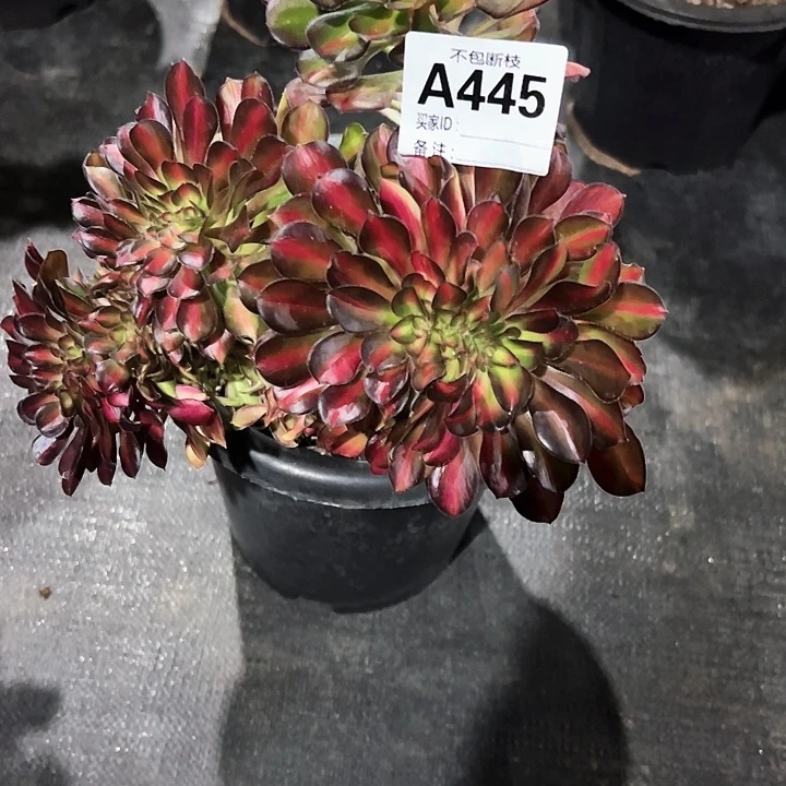 海**精品多肉植物445