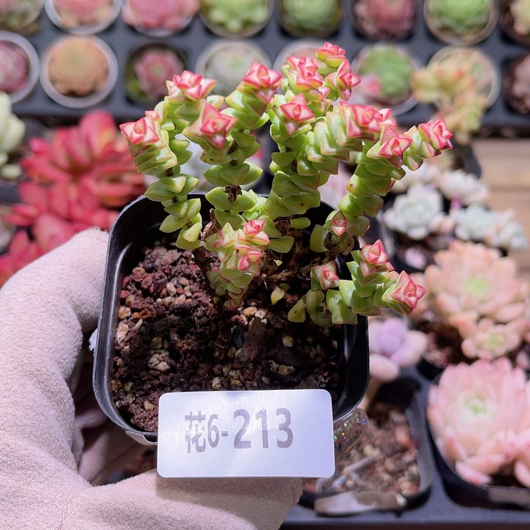 花利美6-213小米星