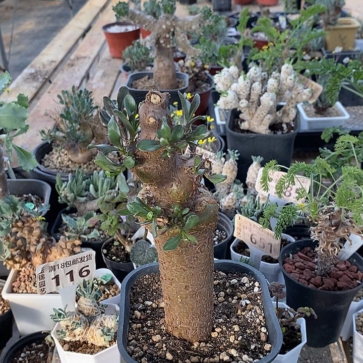 957罗伯塔厚敦菊一一一一