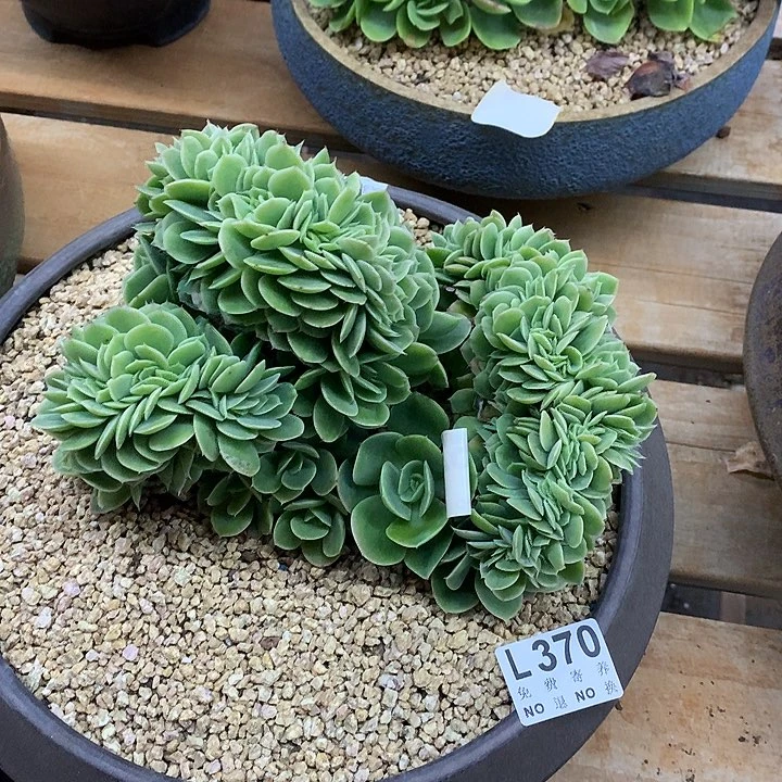 星娜塔缀化 多肉植物25号左右发