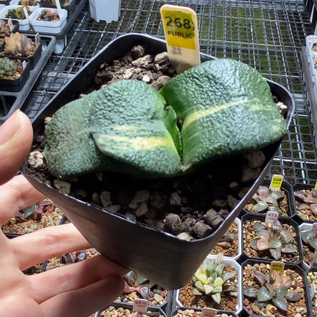 268号实生军配卧牛锦多肉