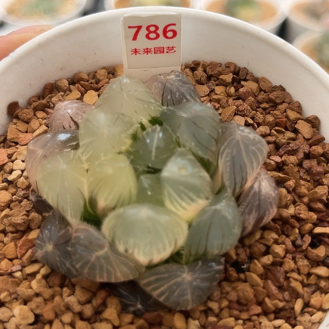 786巨大赤线玉露锦