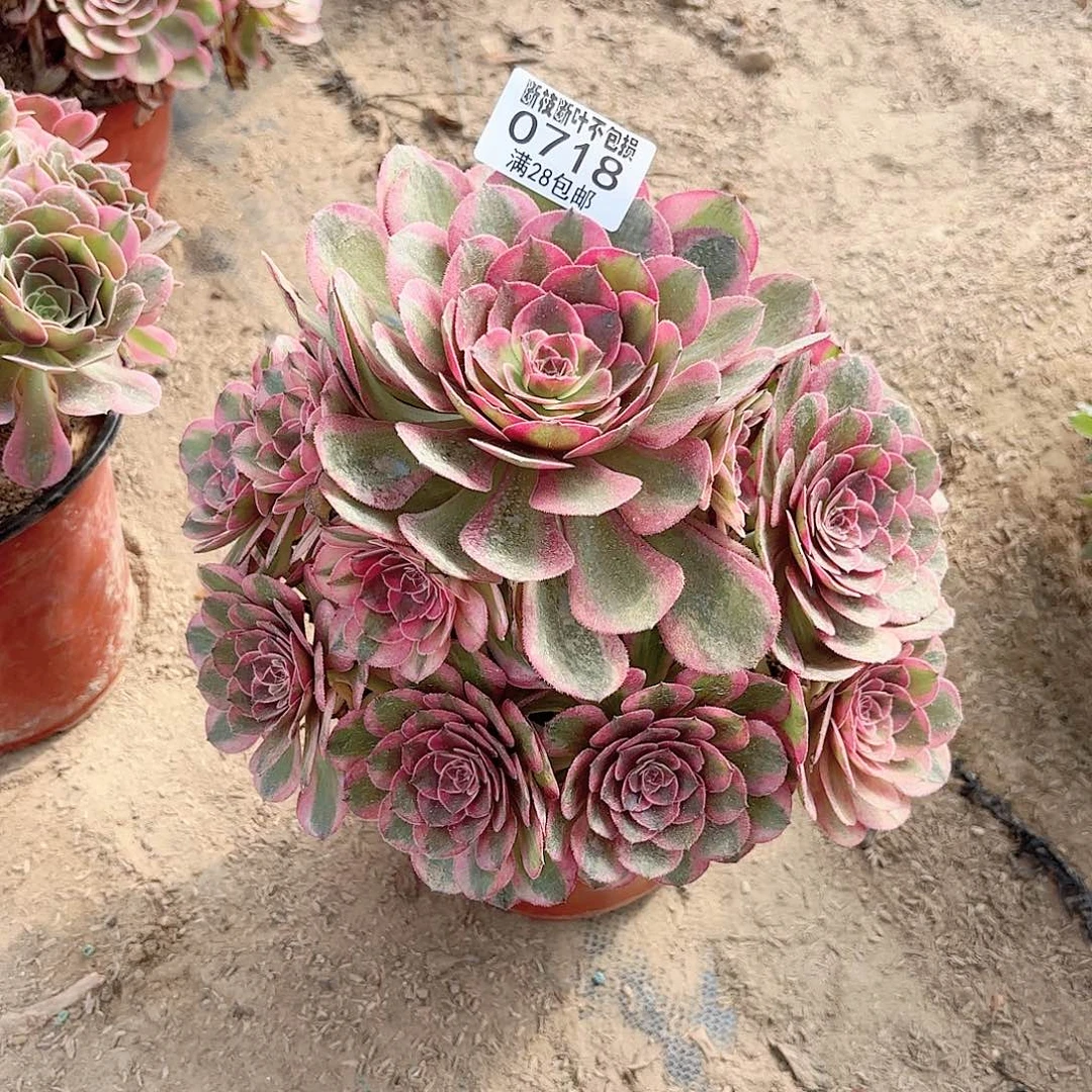 姗***sN. 718云和多肉12222