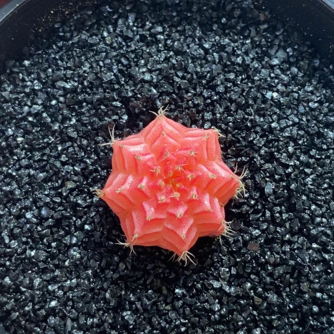 精品米哈—脱土发货40