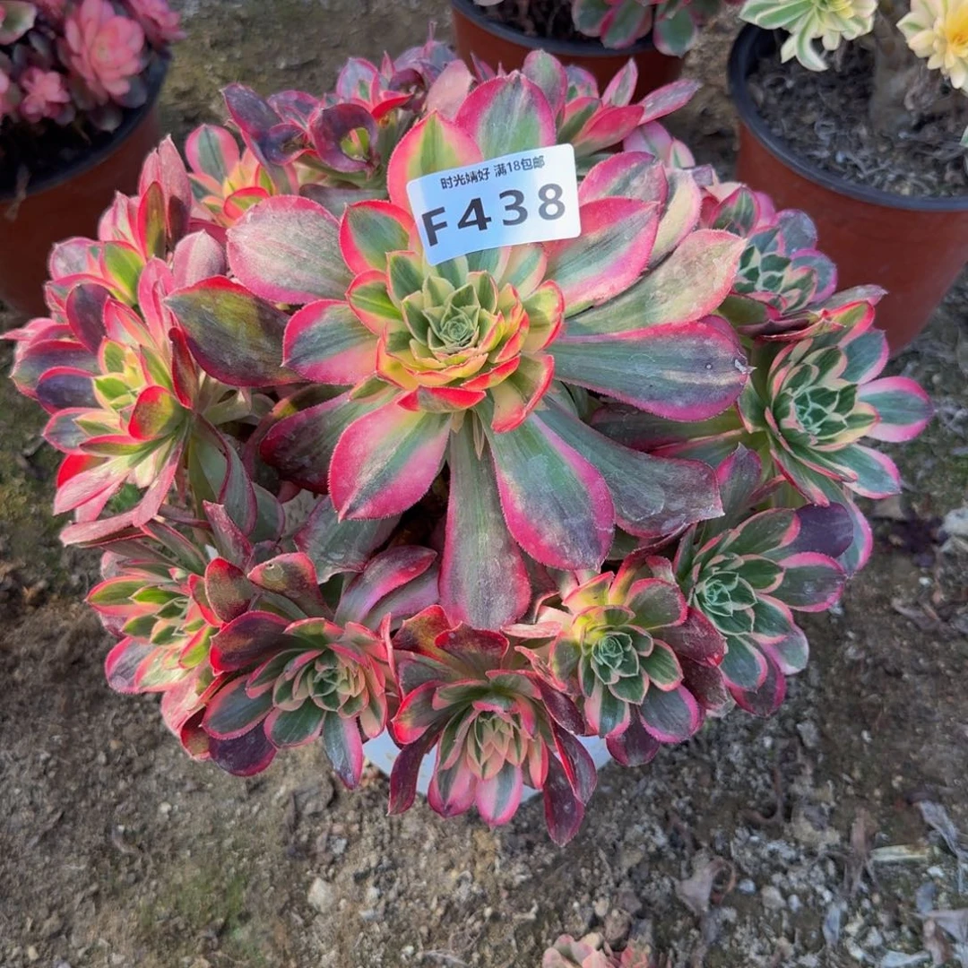 438玉芙蓉。多肉植物