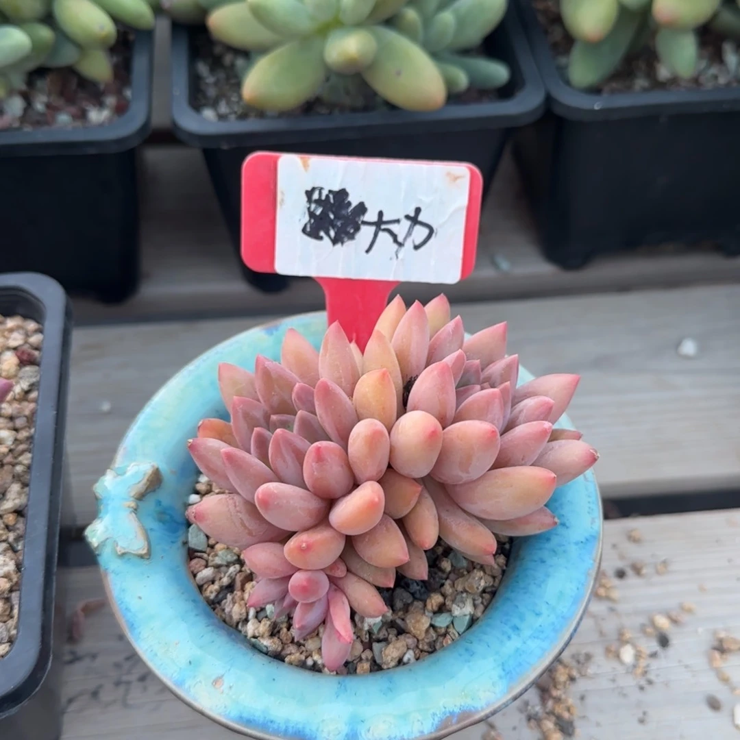 红蜻蜓群老桩多肉五十包邮