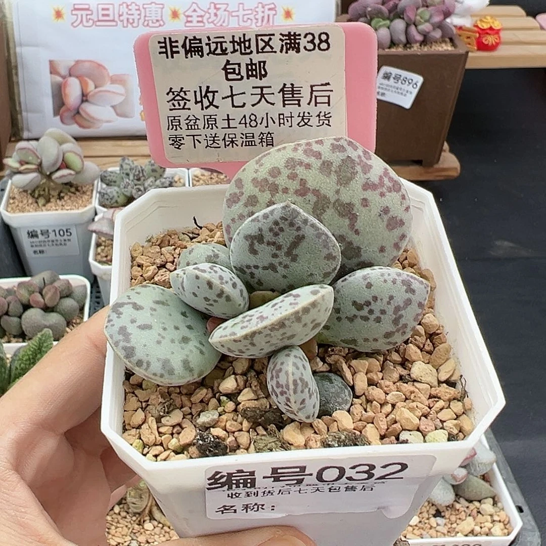 032巨型花蛋多肉