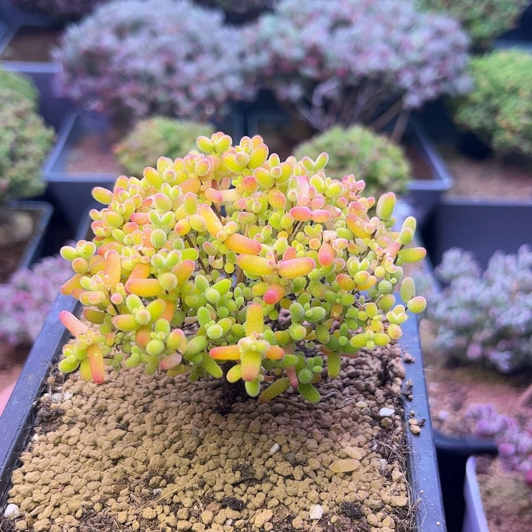 808蜜橘糖球枝干番杏