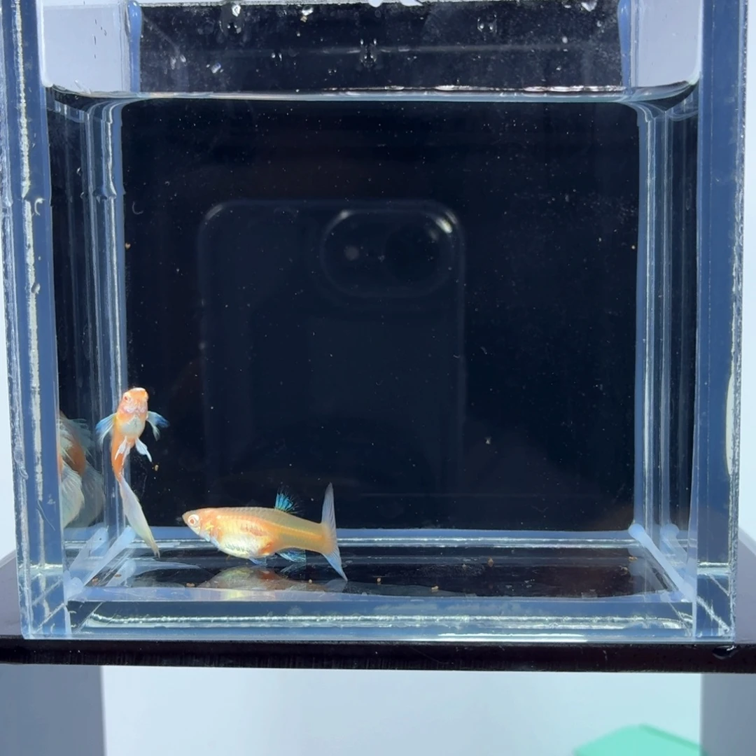 孔雀鱼蓝白飞船一对（26）
