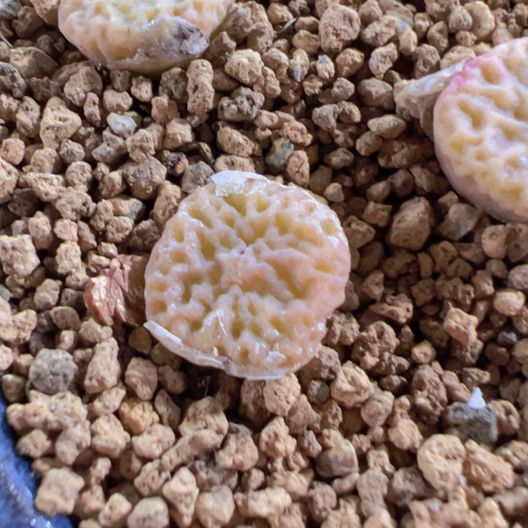 31-13量拍超级烧麦一颗。多肉