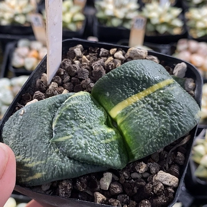 快***虫590卧牛锦一物一拍