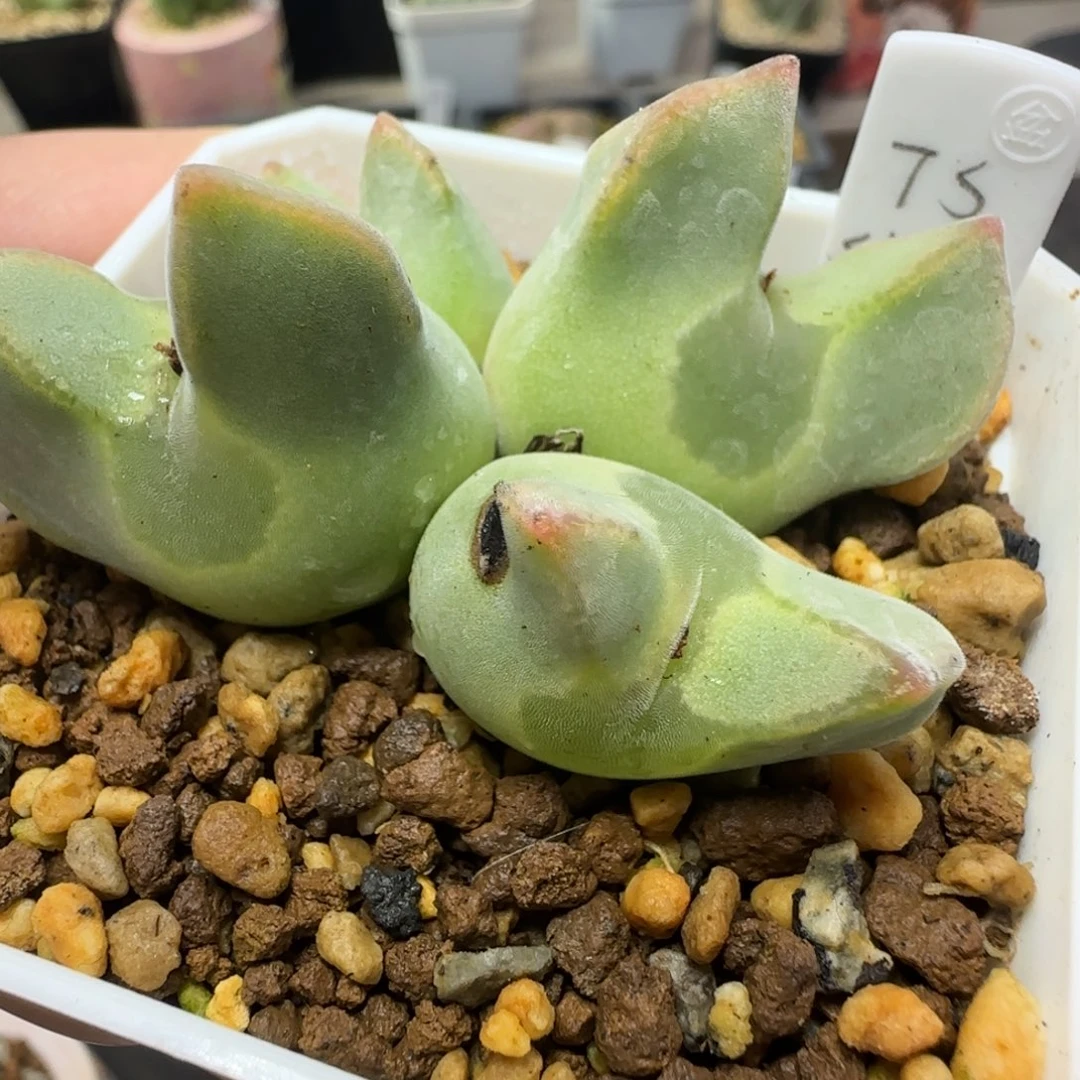 J***轩2.1号多肉TS空蝉大眼睛55号