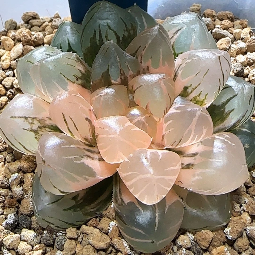 15号OM玉露锦 6 厘米左右一物一拍带盆发货