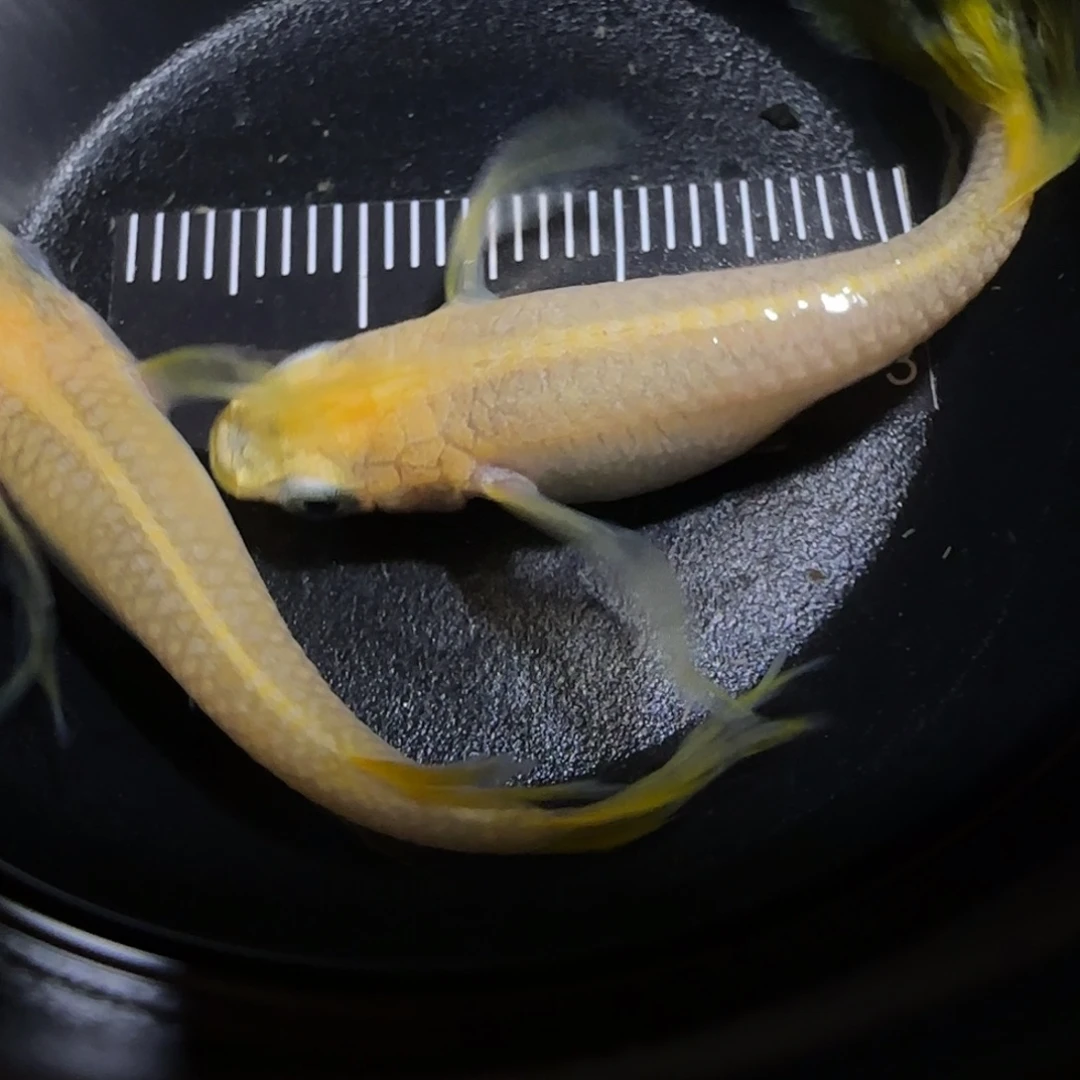 青鳉鱼一物一拍919