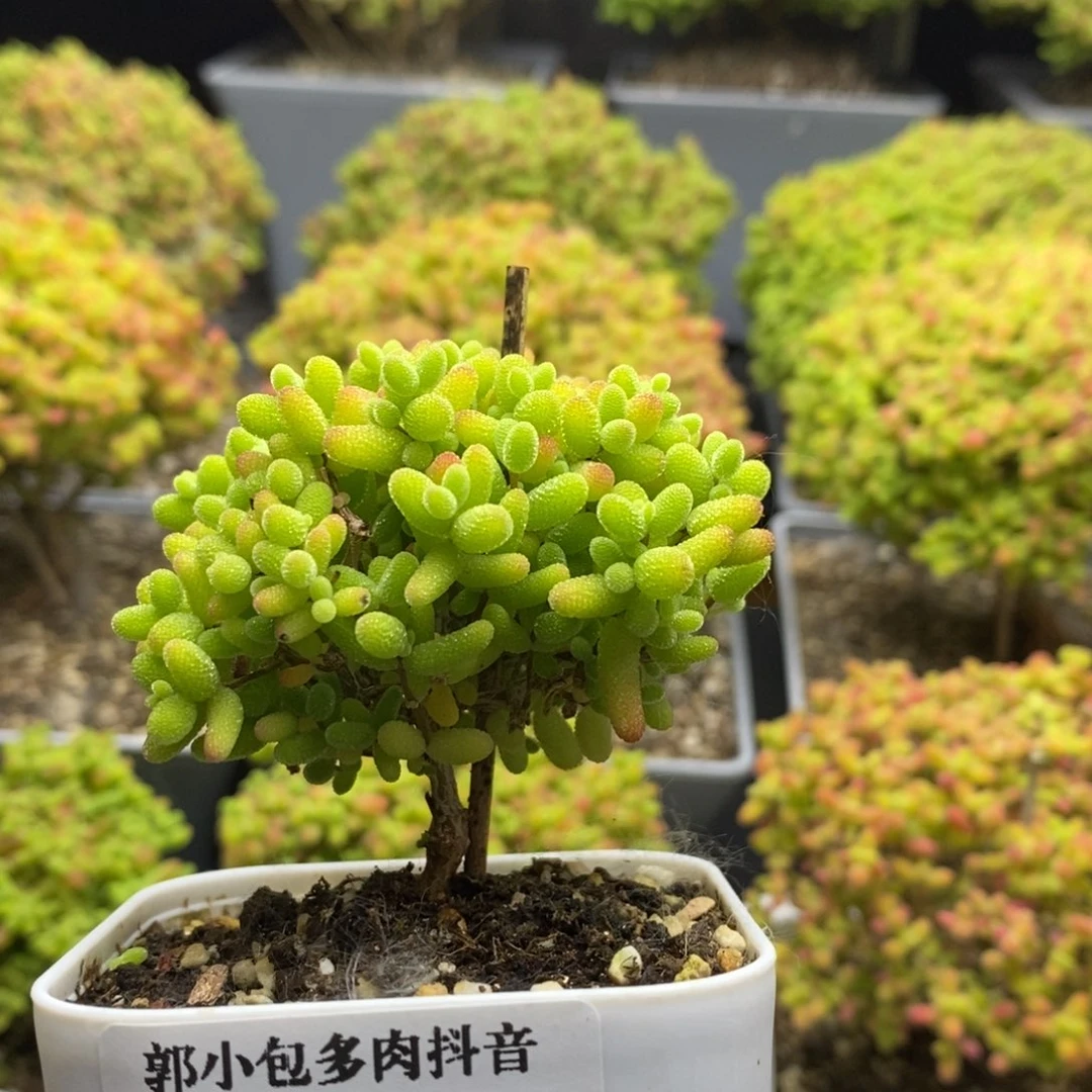 浅*藏蜜橘糖球6317枝干番杏