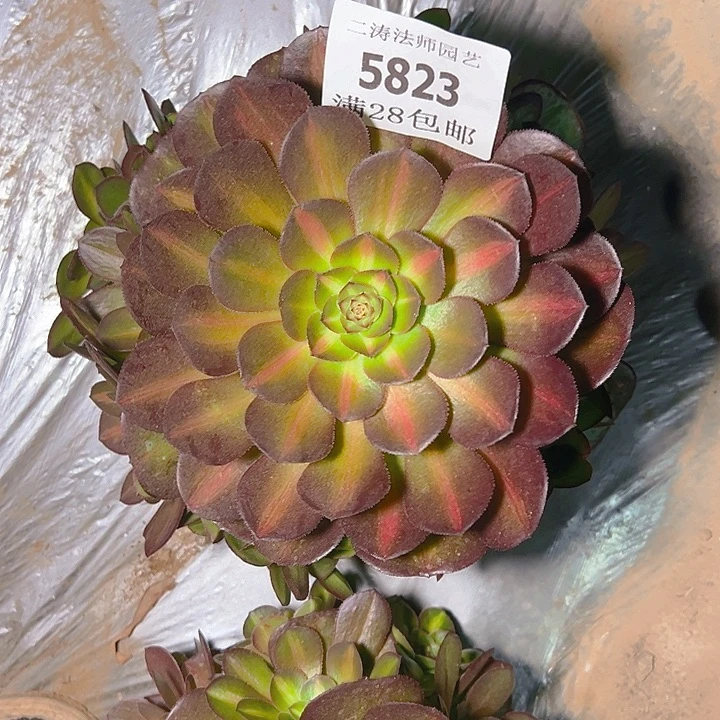 5823抹茶多肉植物