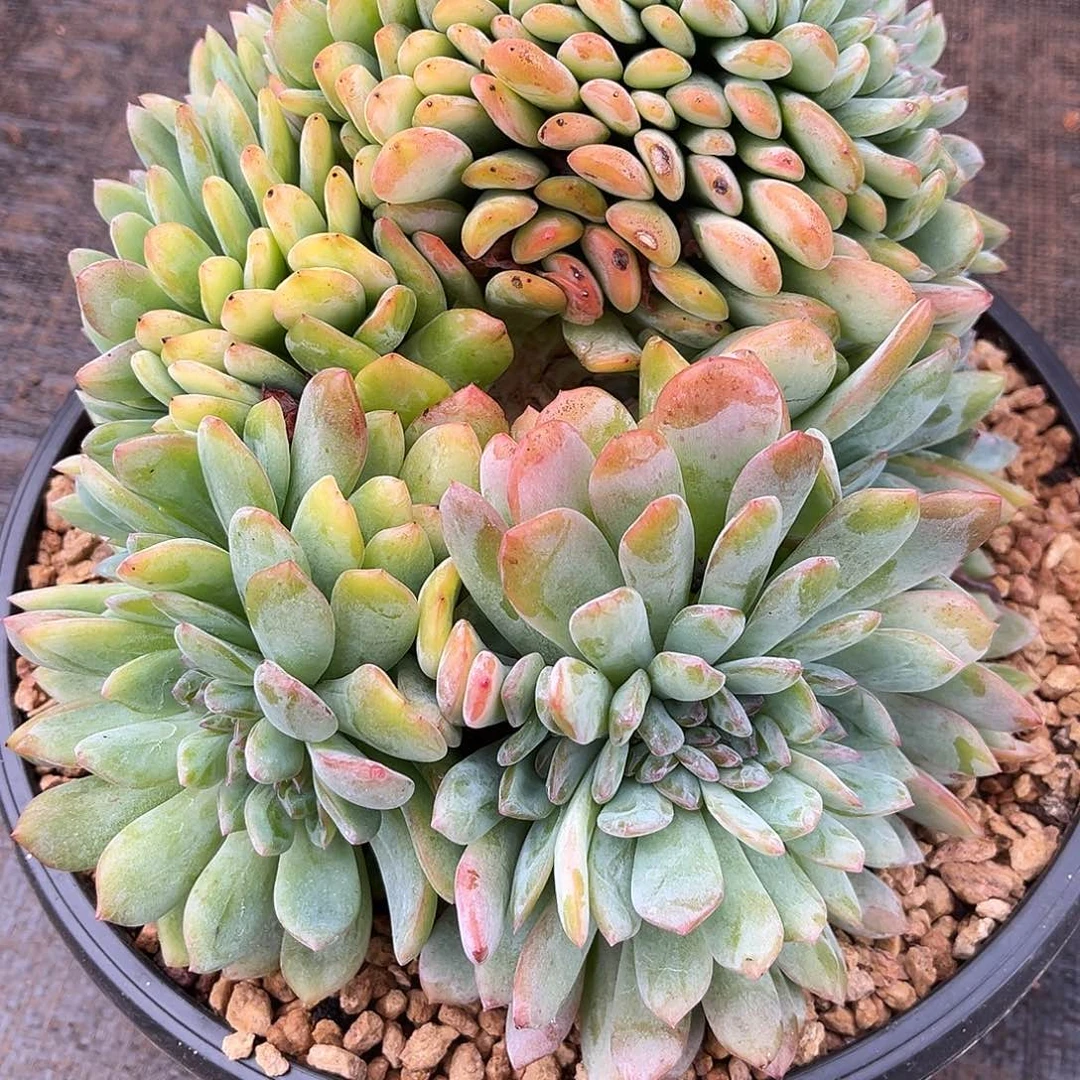 过***客程成多肉植物全明星缀