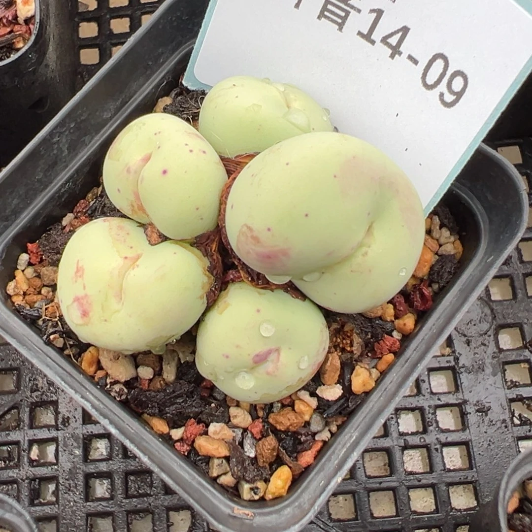 14-09肉锥多肉植物，