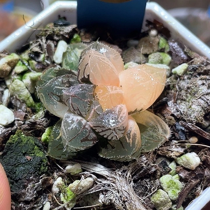 550粉黛锦特选福利