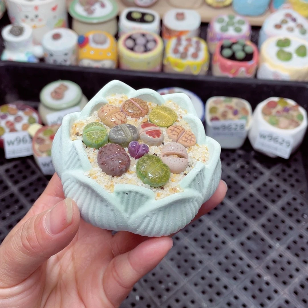 w9633 -零下地区拍保温箱-15支持寄养