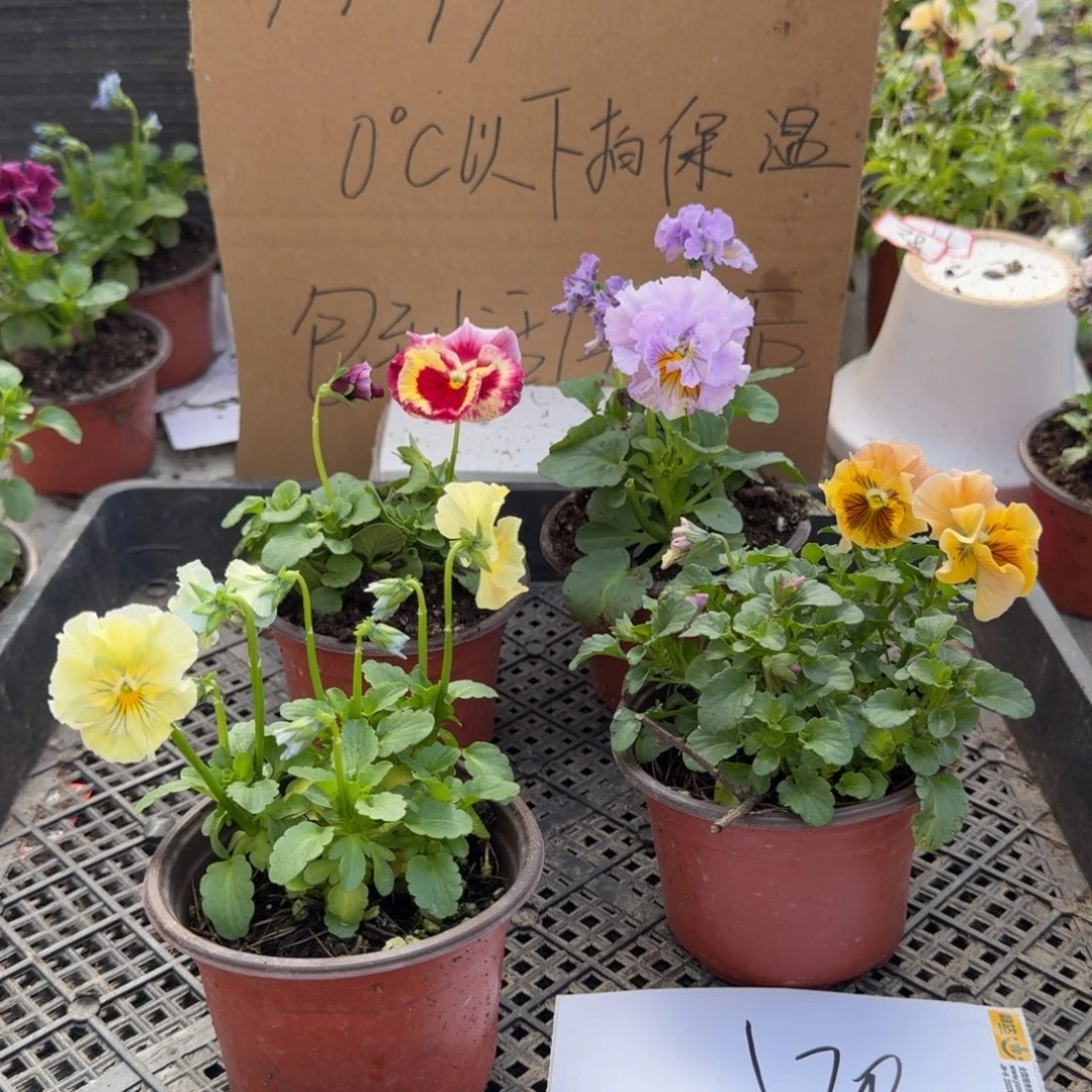 大部分花苞少量开放120