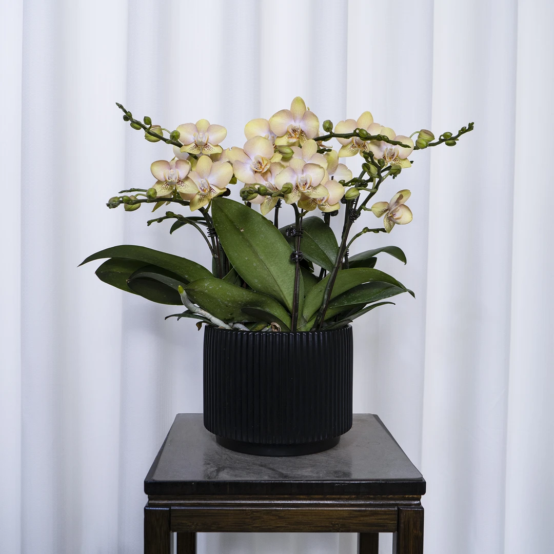 【蝴蝶兰-2014】趣味美观客厅前台办公室室内鲜花绿植蝴蝶兰