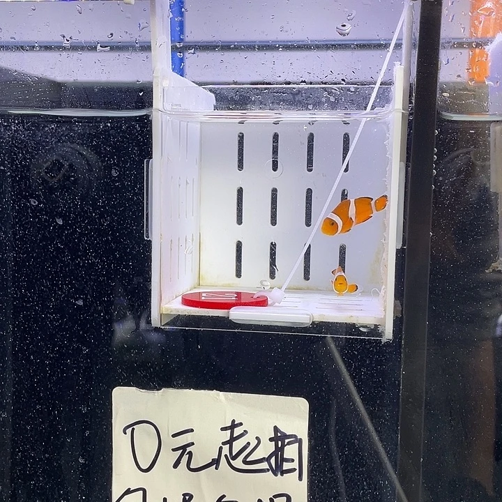 海水鱼21号公子一对