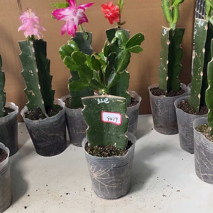 梦***姐当前无花栽培后可以开花红桑吧