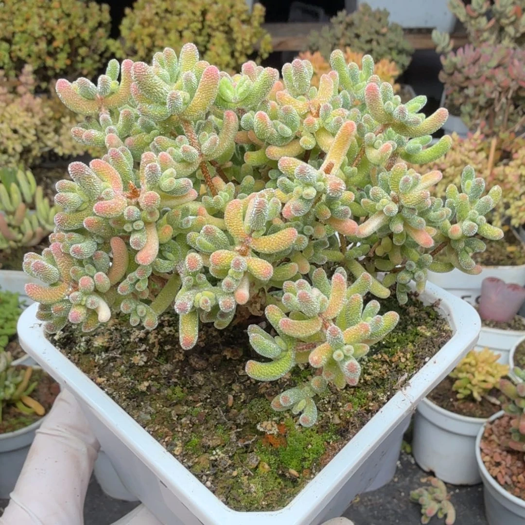 A635红冰晶枝干一物一拍