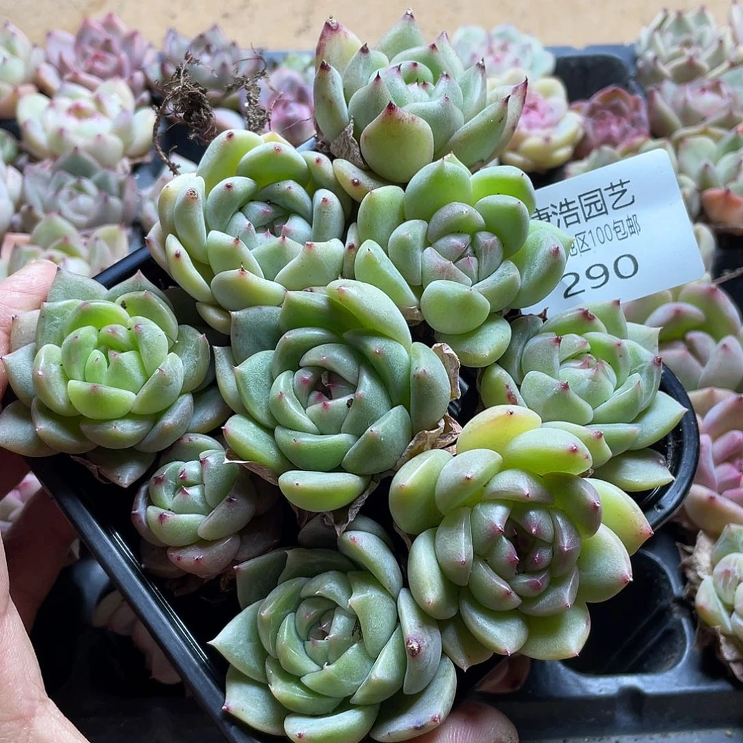 堇珍妮混一物一拍290