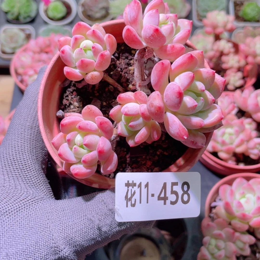 @***莹花利美11-458洛丽塔