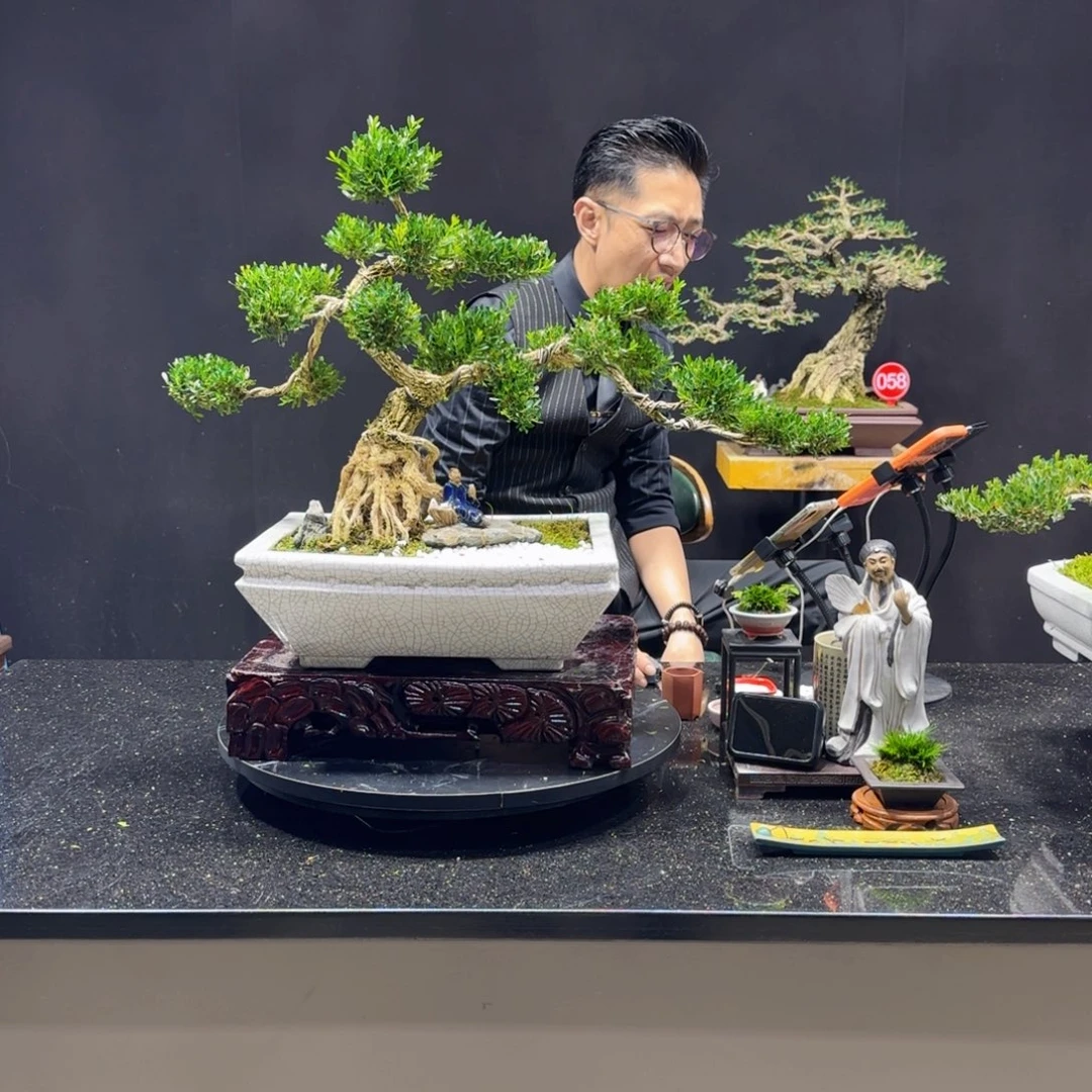 无花朵龙**人黄杨室内室外盆景艺术