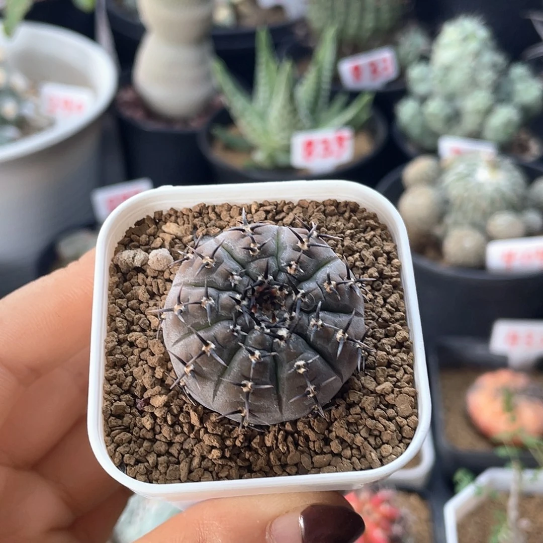 实生短豪刺黑刺凤头