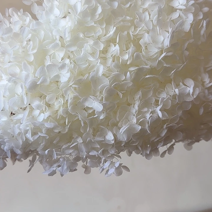 白色永生安娜绣球工厂直销