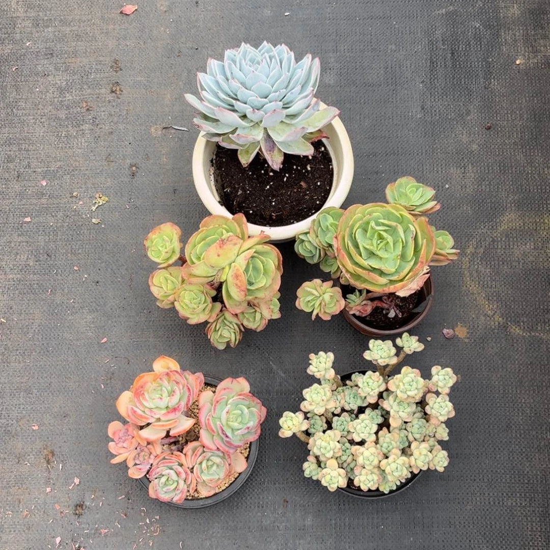 小雨多肉云宝五颗